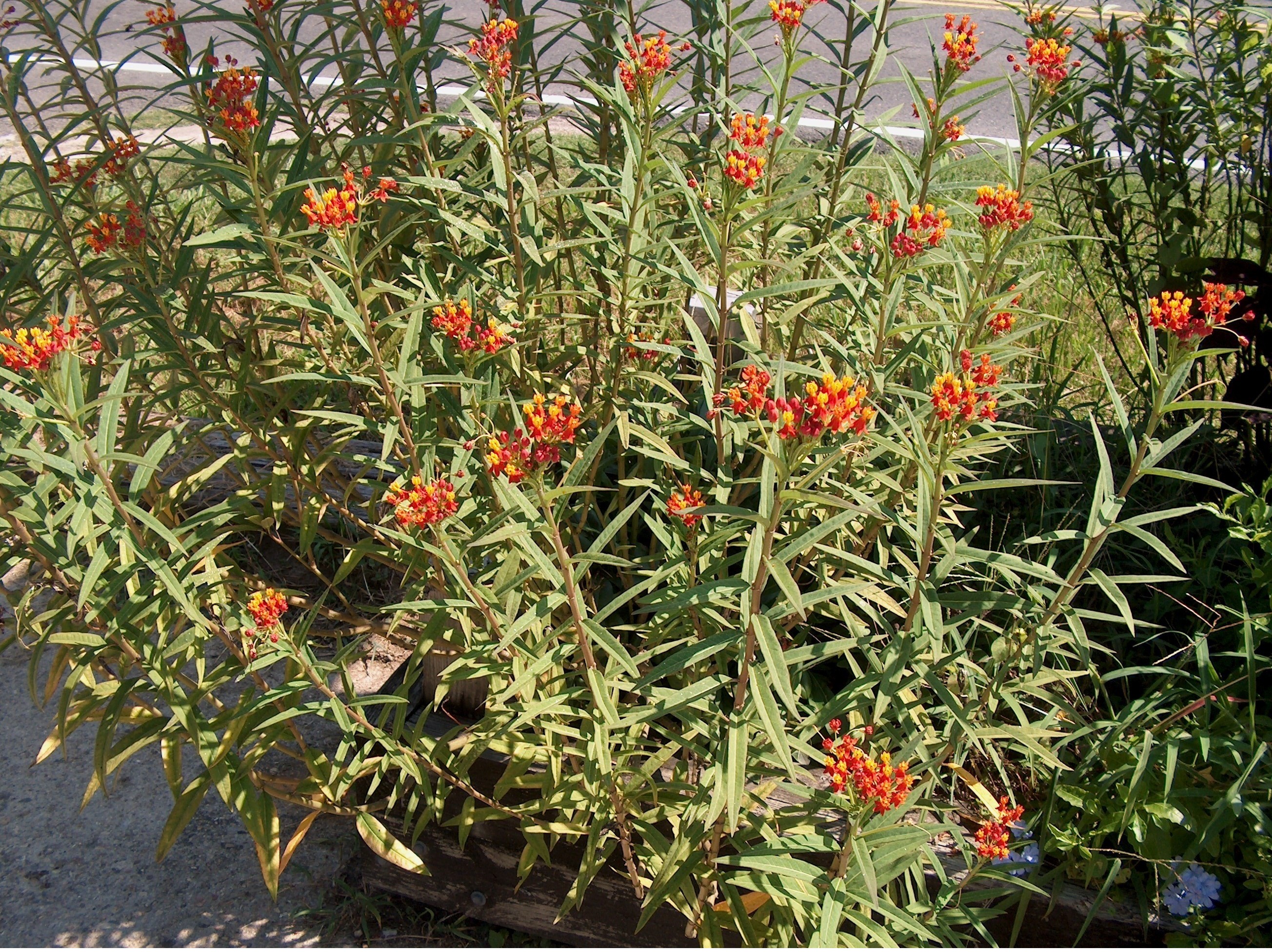 Online Plant Guide - Asclepias Curassavica / Mexican Butterfly Weed